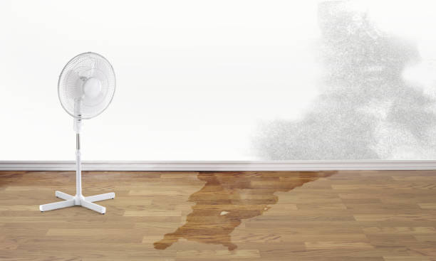 Best Water damage repair service  in Williamstown, PA